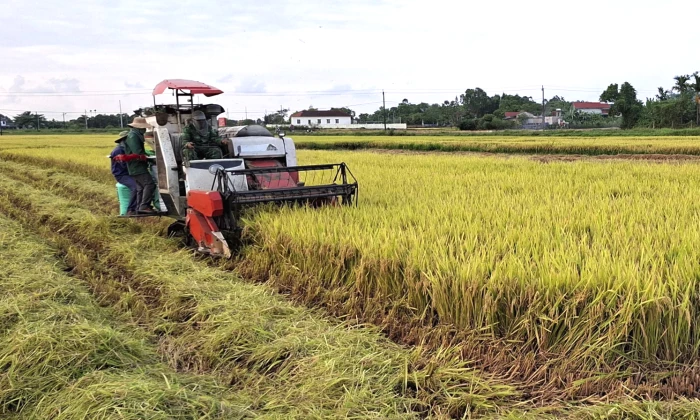 Hiệu quả từ đổi mới tổ chức sản xuất