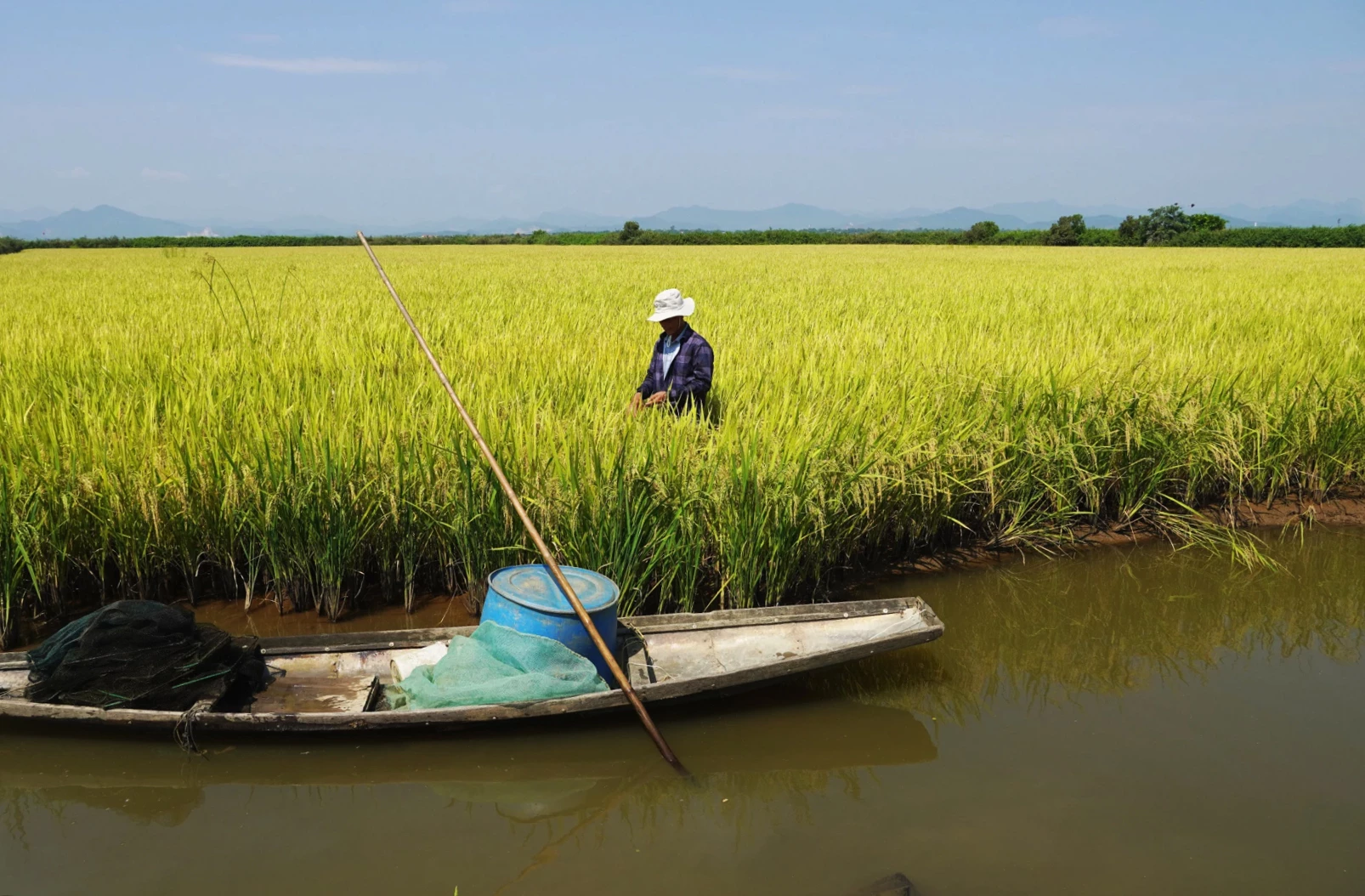 Lúa ST28 sinh trưởng và phát triển tốt trên vùng phá Hạc Hải - Ảnh: L.Chi