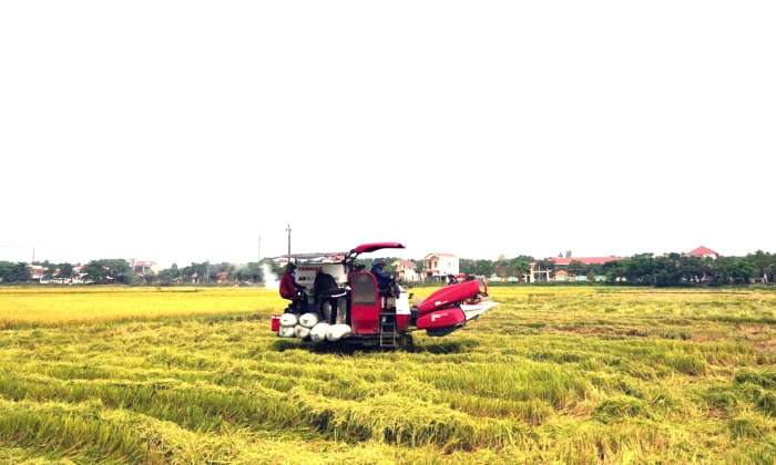 Mùa vàng bội thu