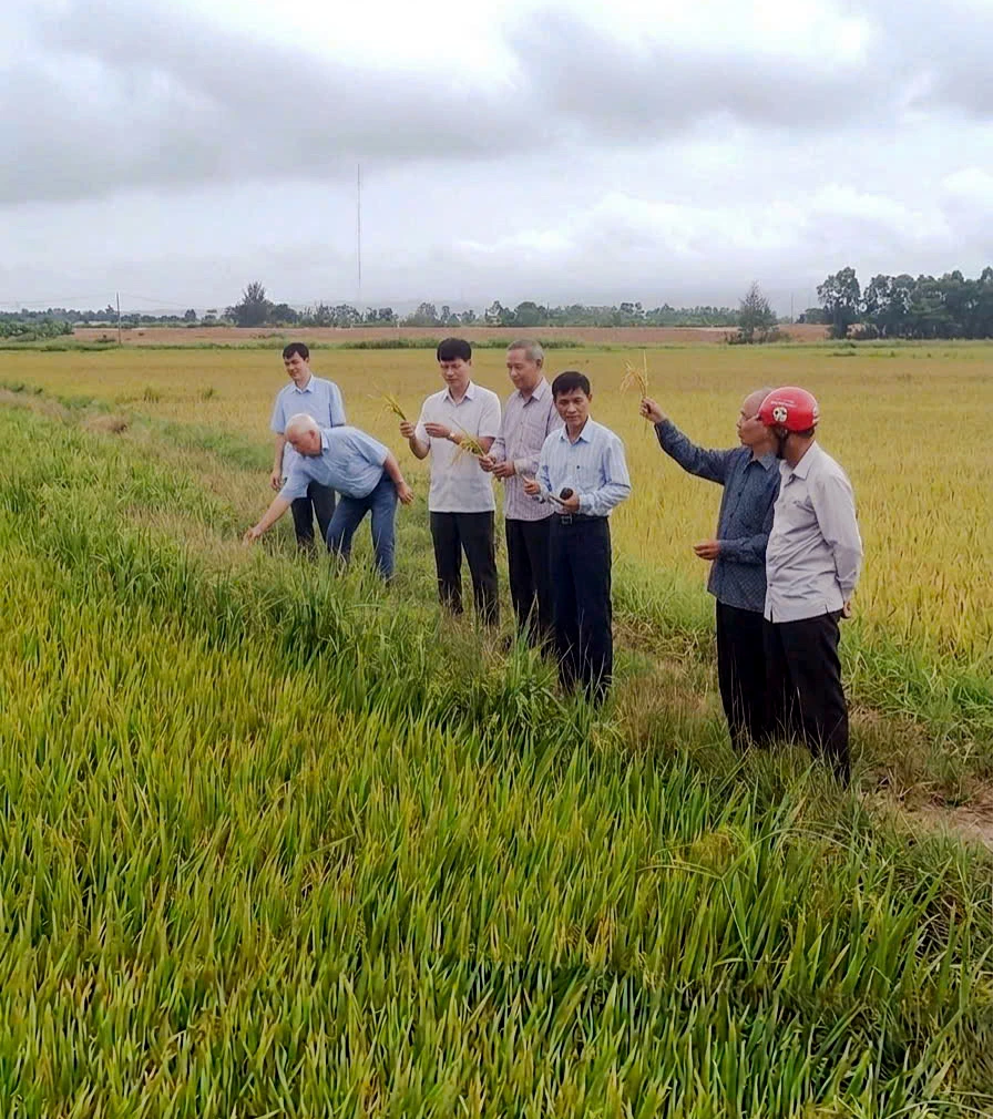 Phường Đồng Hới thường xuyên tổ chức thăm đồng nhằm hoàn thiện quy trình kỹ thuật, góp phần nâng cao năng suất và chất lượng sản phẩm nông nghiệp - Ảnh: P.V