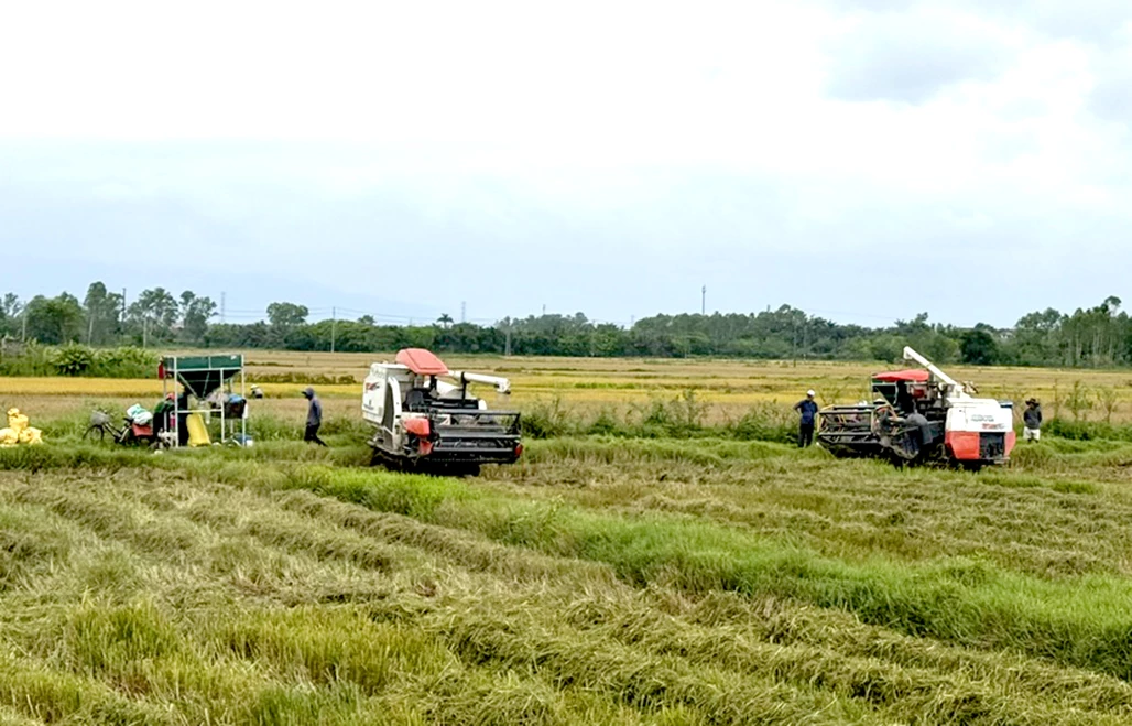 Tranh thủ thời tiết thuận lợi, nông dân phường Đồng Hới hoàn thành thu hoạch lúa đông-xuân 2025-2026 - Ảnh: P.V.