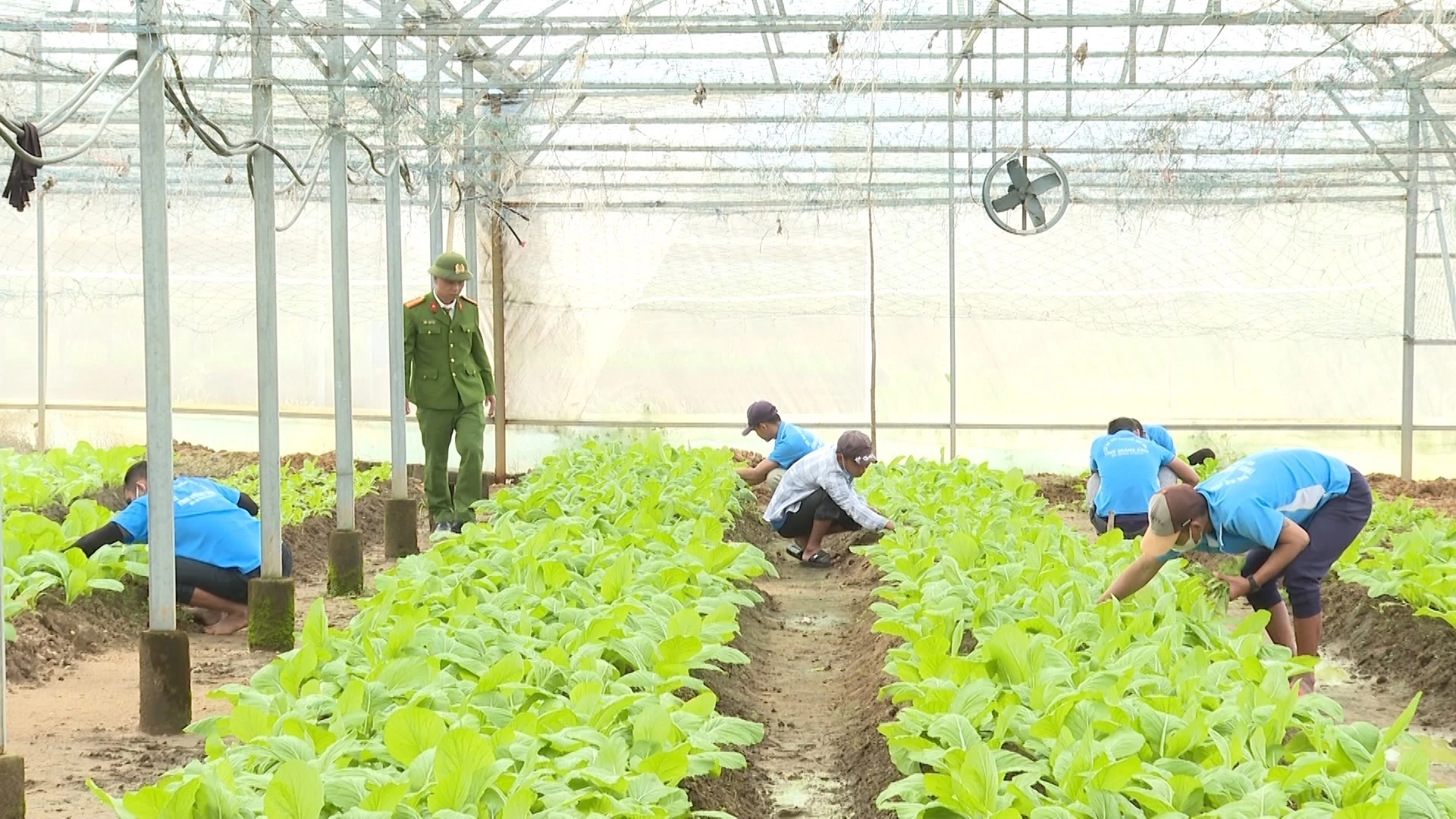 Người cai nghiện ma túy thực hành làm nông nghiệp tại Cơ sở cai nghiện số 2- Ảnh: V.T 