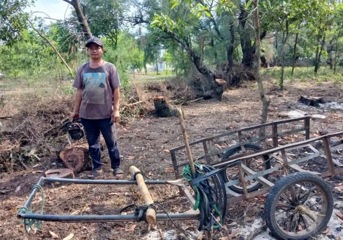 Phát hiện các vụ vận chuyển gỗ phi lao trái phép tại xã Cam Hồng