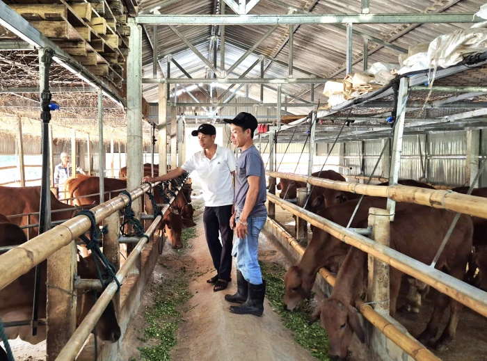 Nuôi bò cỏ trên đất gò đồi