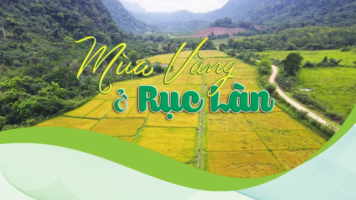 Mùa vàng ở Rục Làn