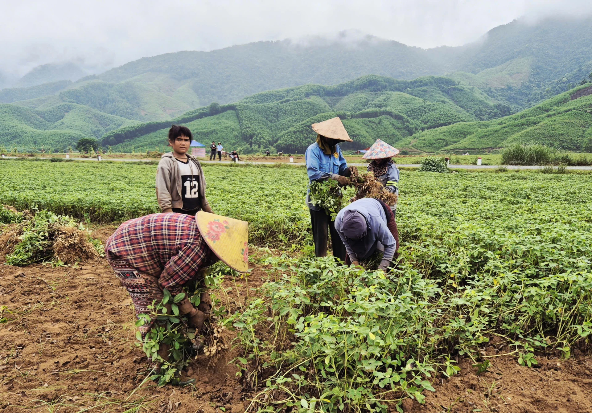 Người dân Ba Lòng thu hoạch lạc trên những cánh đồng thâm canh - Ảnh: K.S