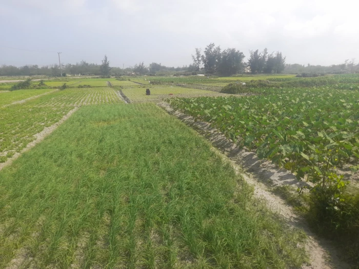 Đánh thức vùng cát trắng