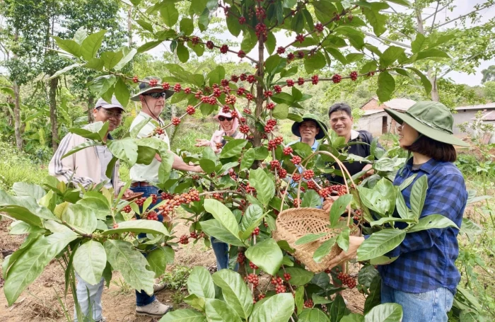 Gìn giữ hương vị cà phê Khe Sanh