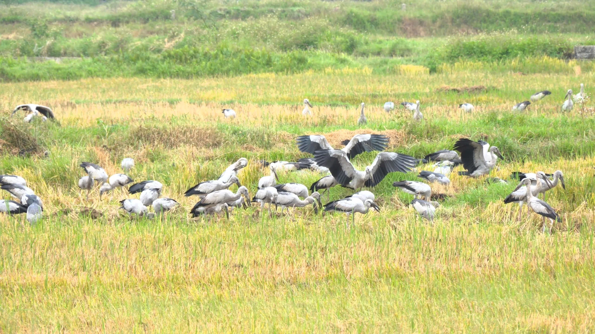 Đàn cò nhạn kiếm ăn trên các cánh đồng lúa sau thu hoạch ở xã Nam Gianh - Ảnh: T.Đ
