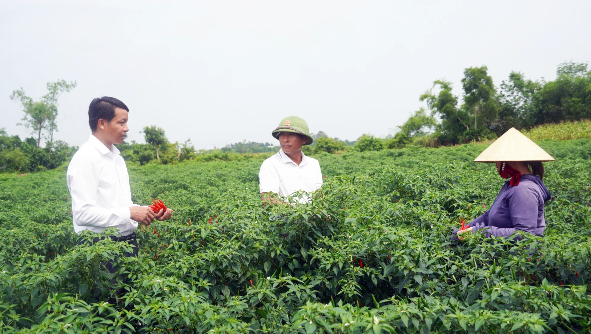 Anh Phan Anh Dũng (đứng giữa), ở thôn Sen, xã Hoàn Lão, người đã gắn bó hơn 15 năm với cây ớt - Ảnh: N.M