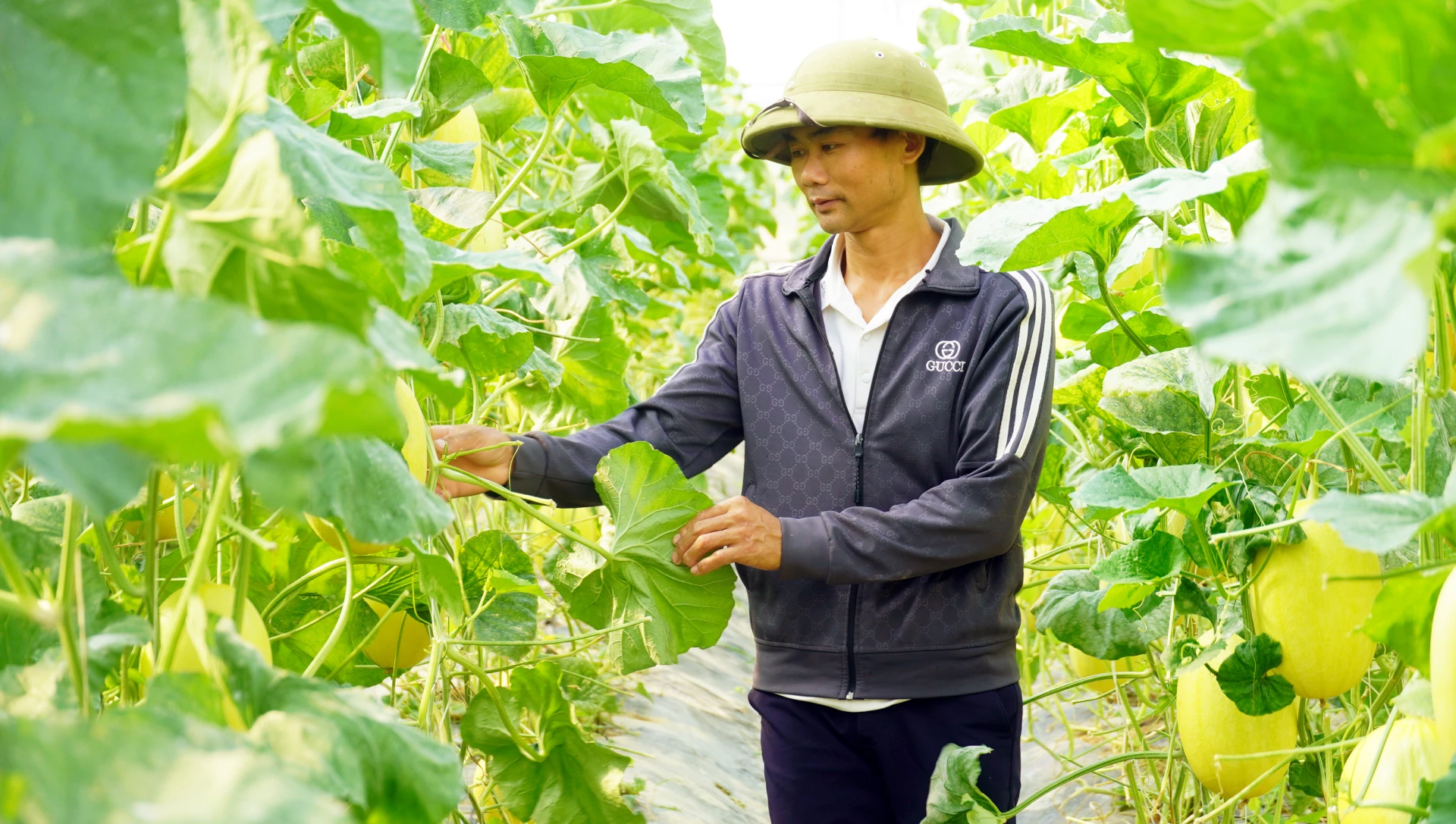 Anh Võ Văn Thành và sản phẩm dưa lưới chuẩn bị thu hoạch - Ảnh: N.M