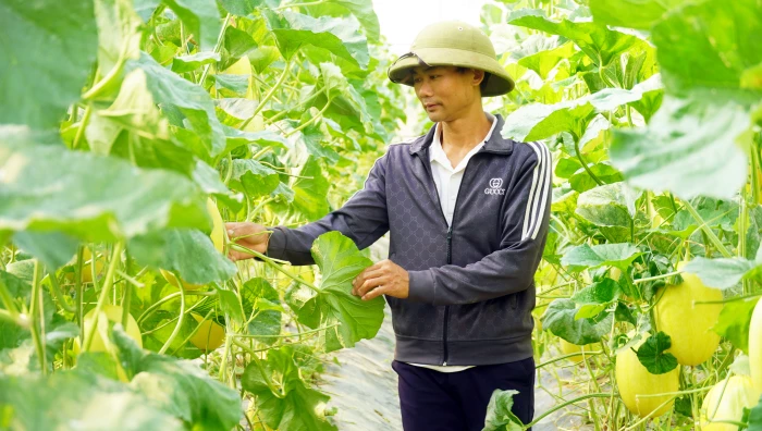 Khởi nghiệp với dưa lưới hữu cơ