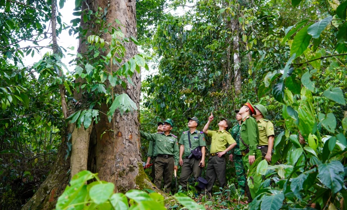 Quản lý, bảo vệ rừng di sản