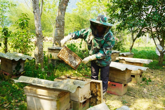 Phát triển nghề nuôi ong ở Tân Thành