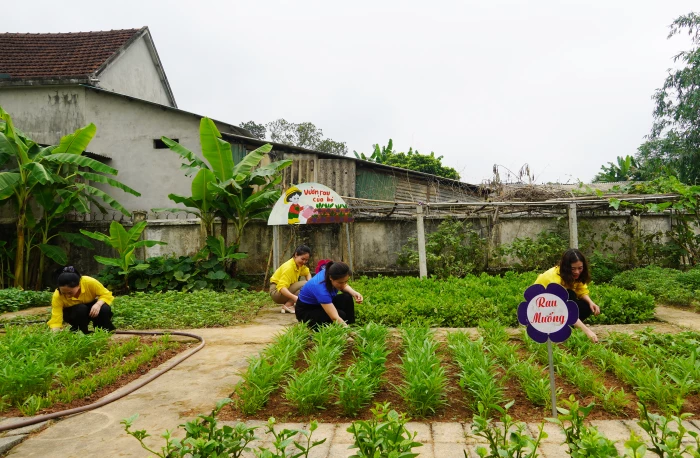 Vườn rau gây quỹ