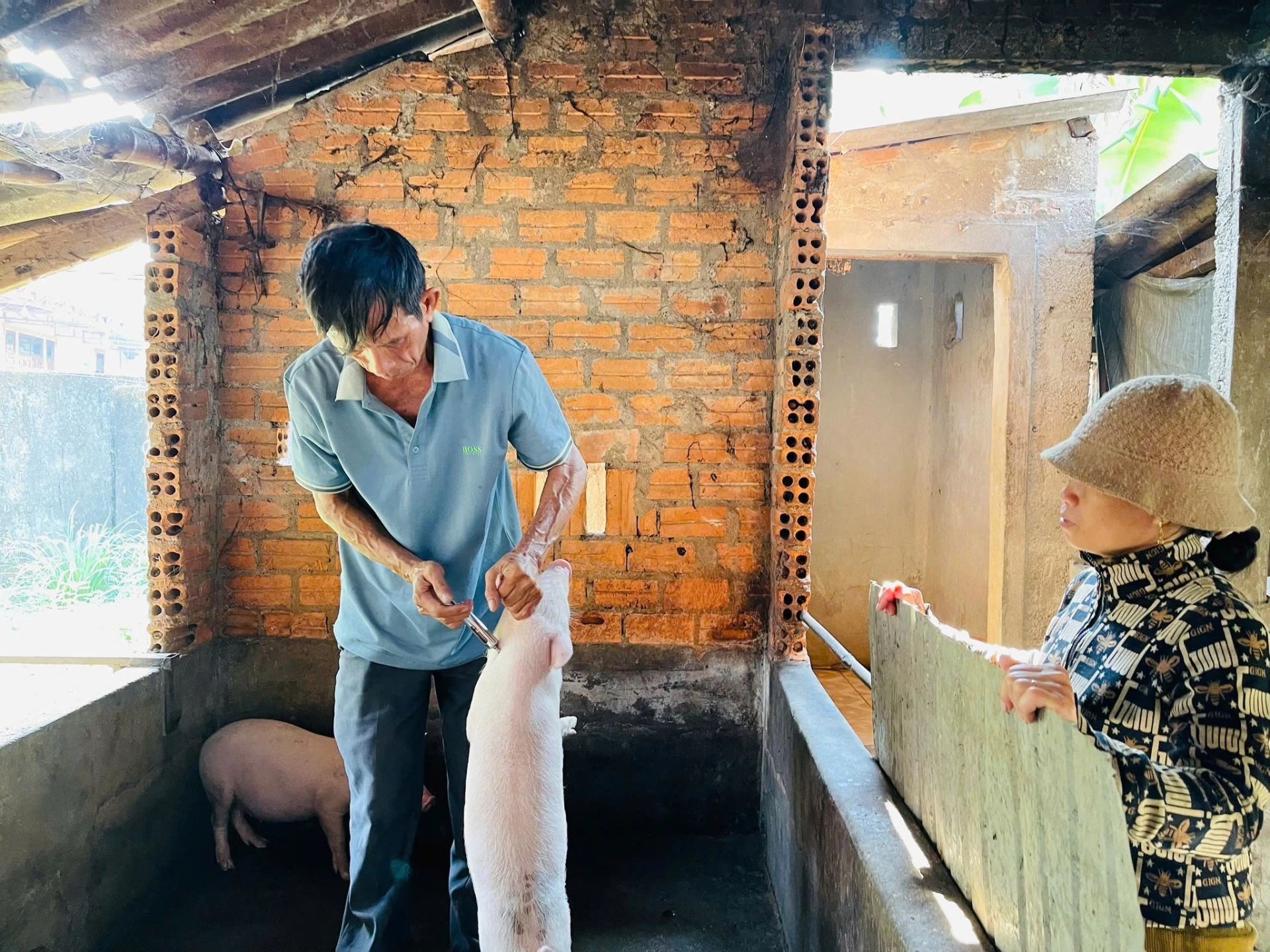 Cán bộ thú y xã Triệu Cơ tiêm phòng cho đàn lợn  - Ảnh: Đ.V
