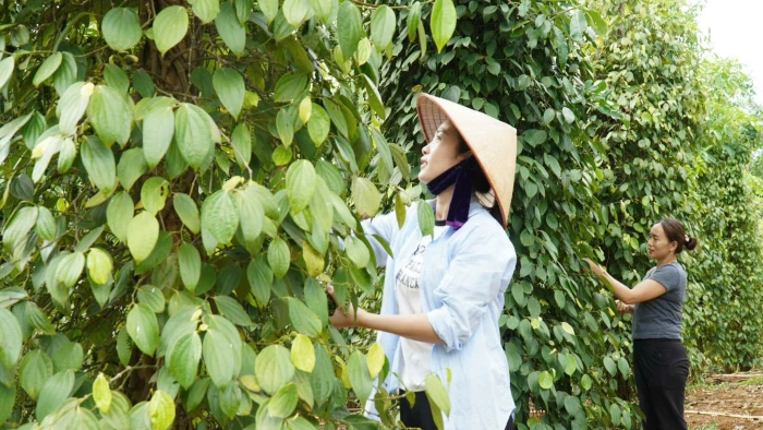Sản xuất nông nghiệp gắn với chế biến nông sản ở Cam Lộ