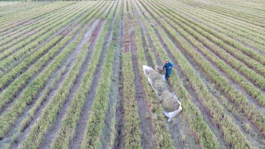  Nông dân nhiều địa phương vẫn lựa chọn lúa tái sinh thay vì sản xuất vụ lúa hè-thu - Ảnh: Trần Long