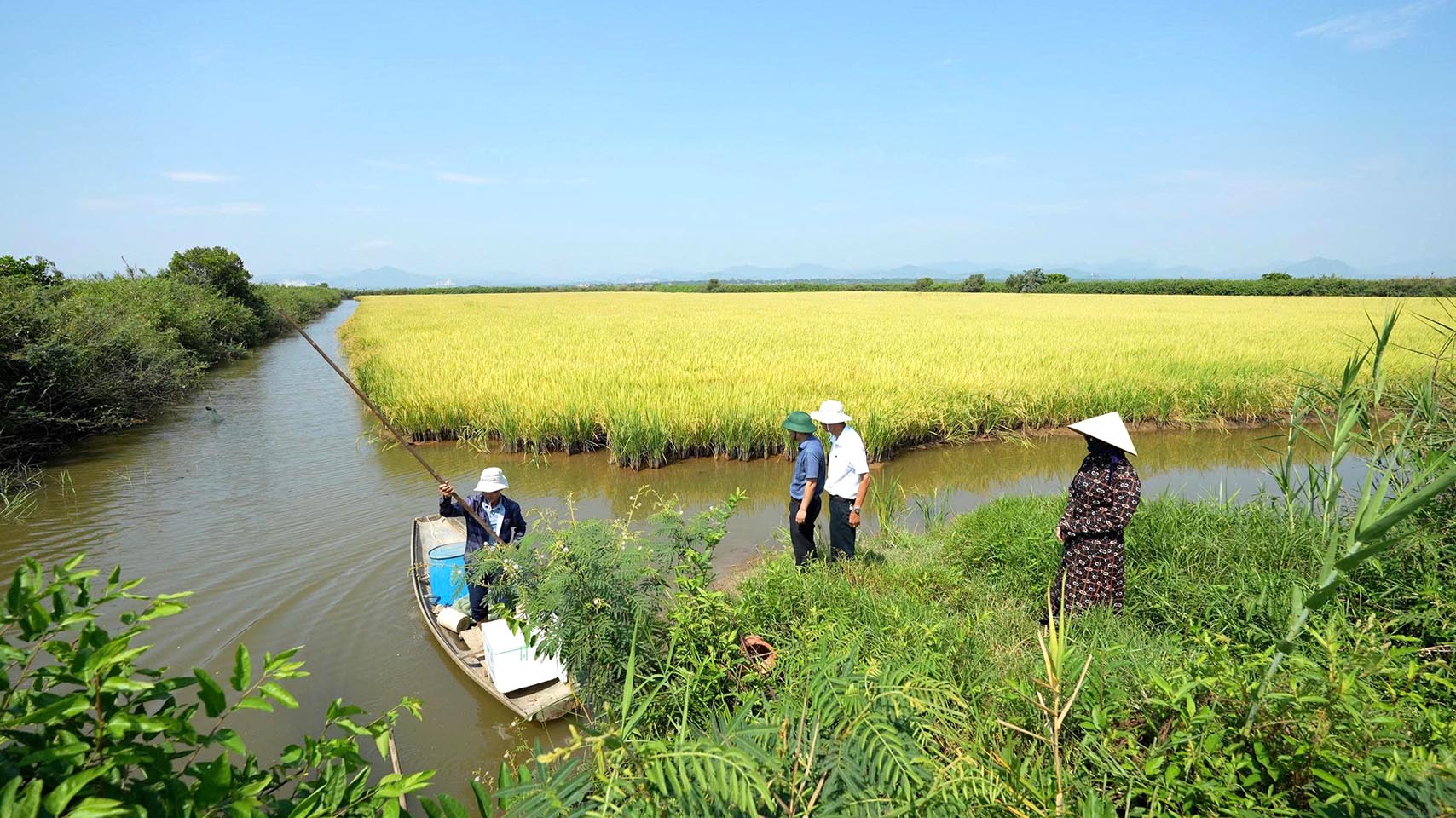 Mô hình sản xuất lúa kết hợp nuôi tôm của anh Nguyễn Công Phát, ở xã Lệ Ninh mang lại hiệu quả kinh tế cao vượt trội - Ảnh: Minh Linh.