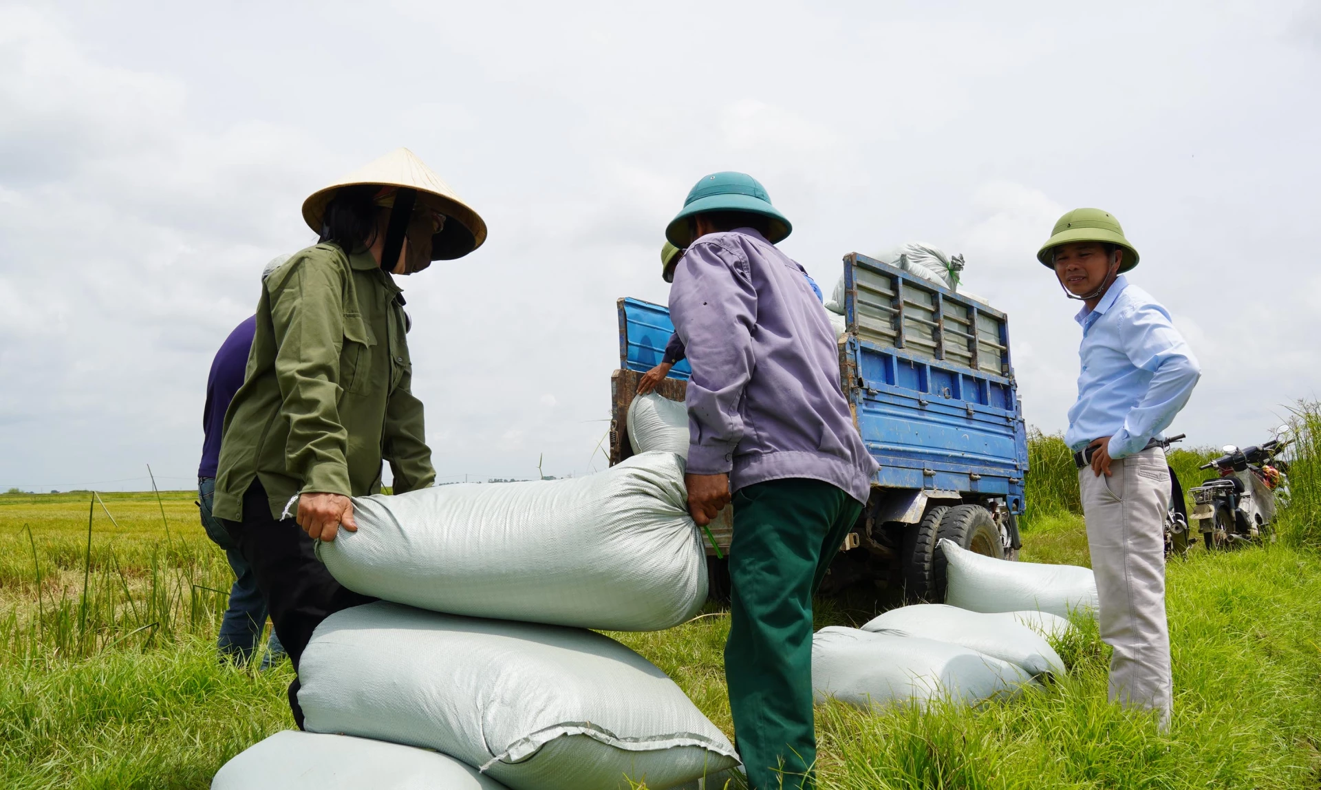 Đằng sau mỗi vụ thu hoạch cho năng suất cao vẫn tồn tại nhiều nghịch lý cần giải quyết - Ảnh: C.H