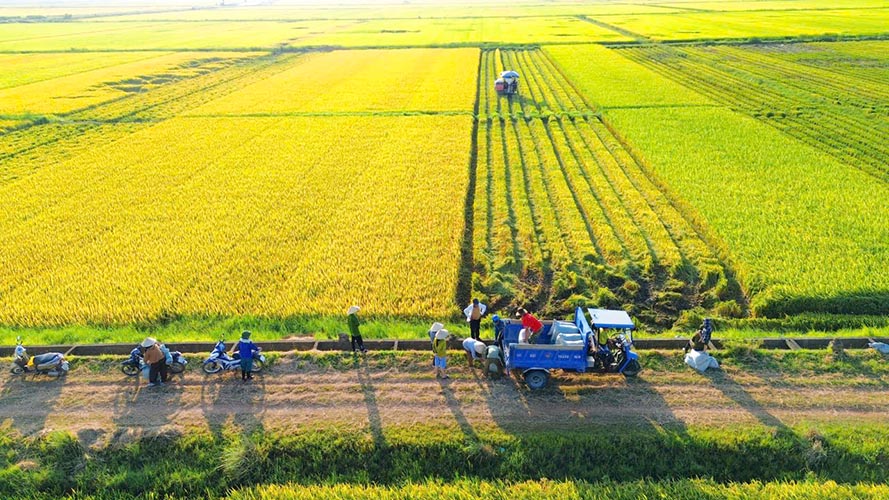 Phát triển nông nghiệp sinh thái, đa giá trị là hướng đi phù hợp nhằm nâng cao thu nhập cho người dân, khai thác hiệu quả tiềm năng đồng ruộng - Ảnh: Trần Long.