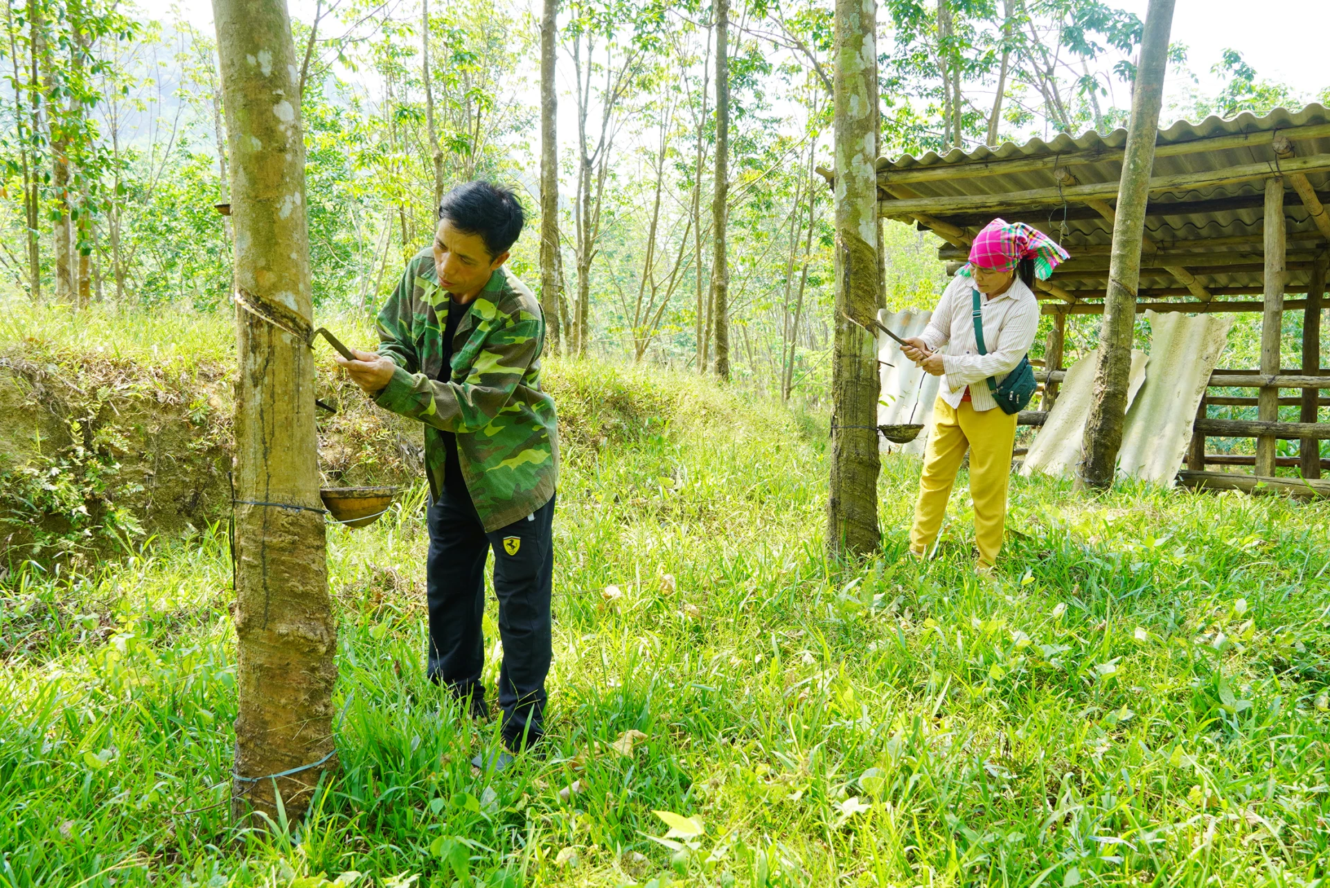 Vườn cao su góp phần mang lại nguồn thu nhập ổn định cho gia đình ông Hồ Mãi ở bản Khe Ngát, xã Nam Trạch - Ảnh: L.M