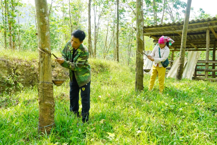 Người Bru-Vân Kiều sản xuất, kinh doanh giỏi