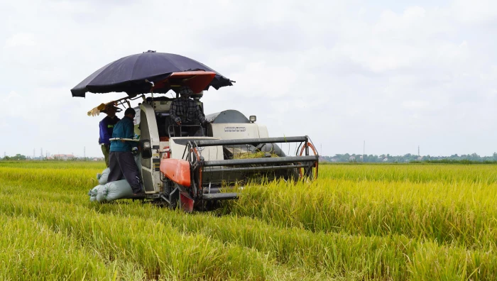 Sản xuất 'đa canh' trên ruộng 'độc canh' - Bài 1: Khi lúa tái sinh thay thế lúa chính vụ
