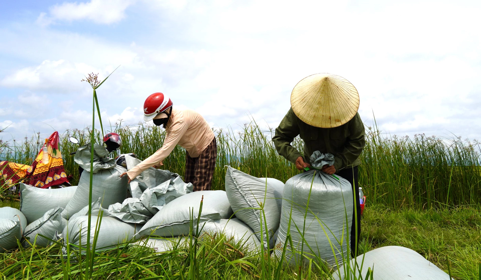 Nghịch lý năng suất cao nhưng giá cả thấp, đầu tư nhiều nhưng không lợi nhuận khiến nông dân ít mặn mà với ruộng đồng - Ảnh: C.H
