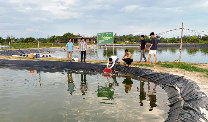 Triển khai mô hình nuôi cá nâu thương phẩm gắn với liên kết tiêu thụ sản phẩm