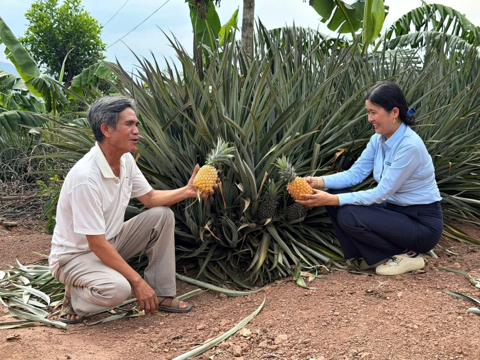 Hiệu quả mô hình trồng dứa khóm ở xã Lìa