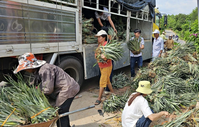 Triển khai mô hình trồng dứa mật xen canh