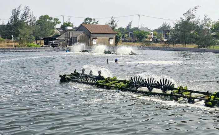 Nuôi cá kình, hướng đi triển vọng