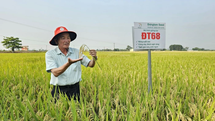 Đổi mới cơ cấu giống lúa, nâng cao giá trị sản xuất