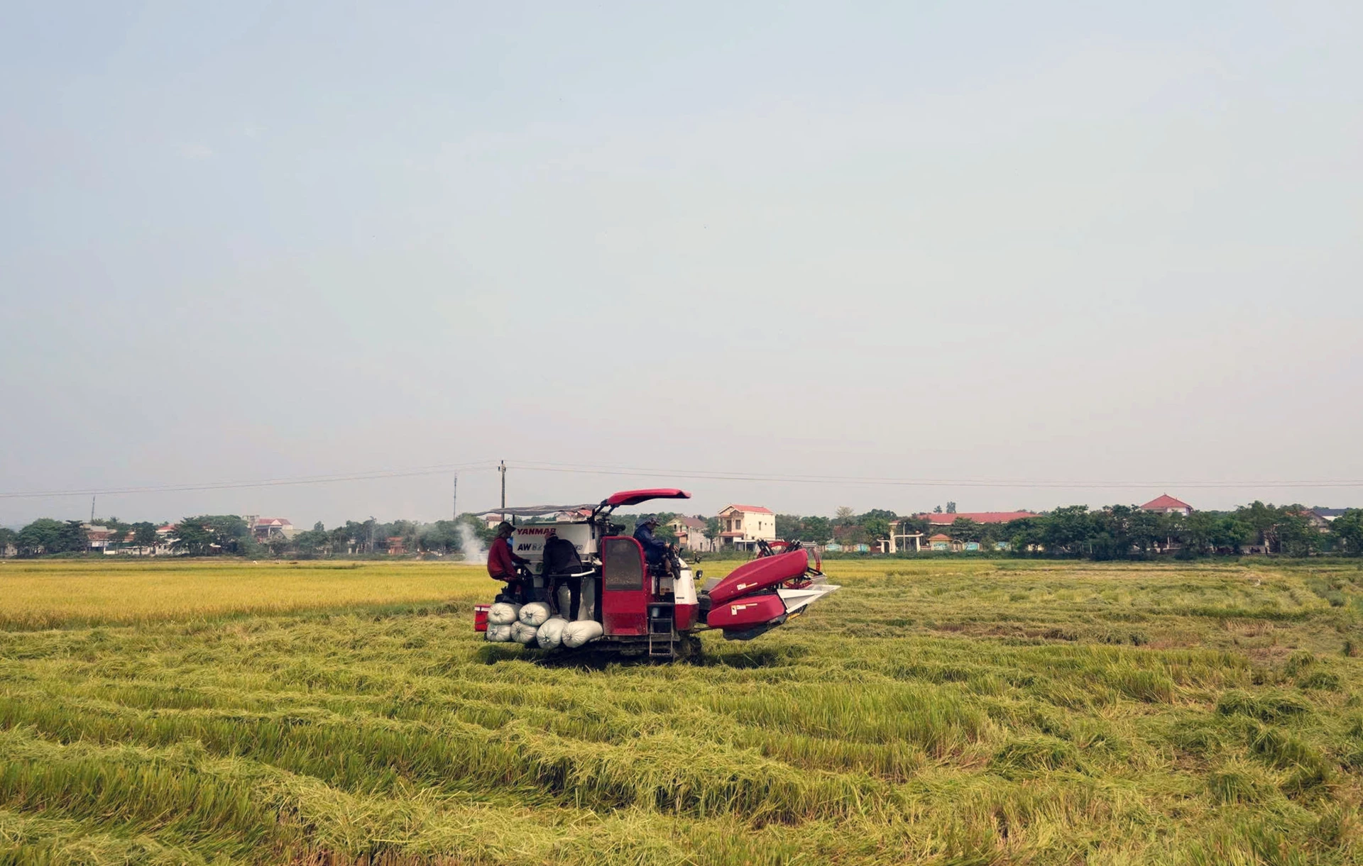 Nông dân xã Lệ Ninh thu hoạch lúa đông-xuân - Ảnh: L.C
