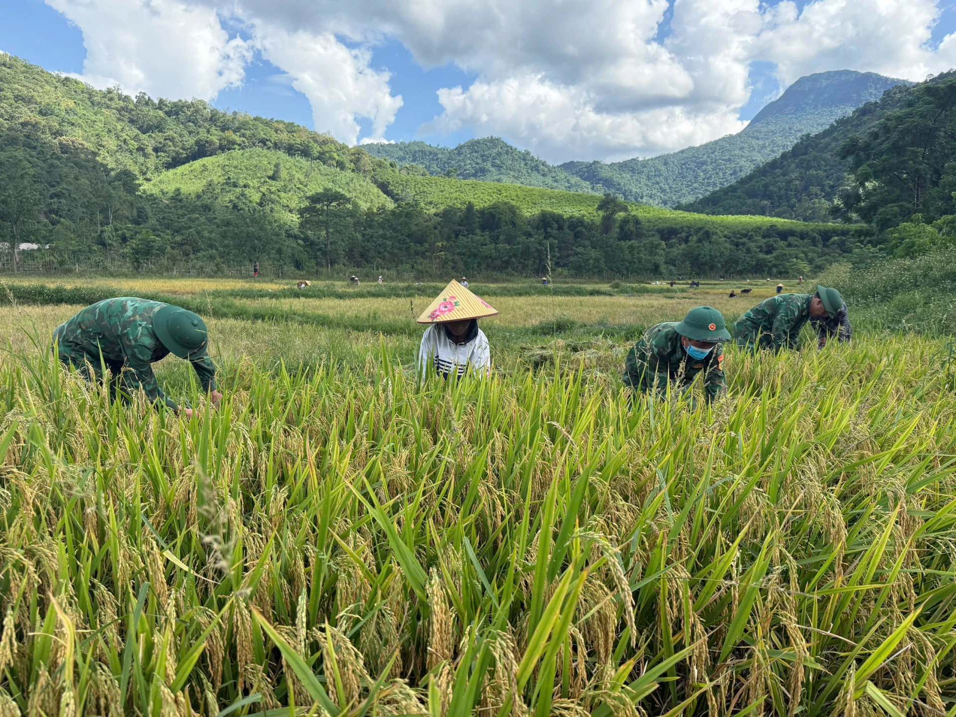Cán bộ, chiến sĩ Đồn Biên phòng cửa khẩu quốc tế Cha Lo cùng bà con bản K-Ai thu hoạch lúa - Ảnh: Q.N.