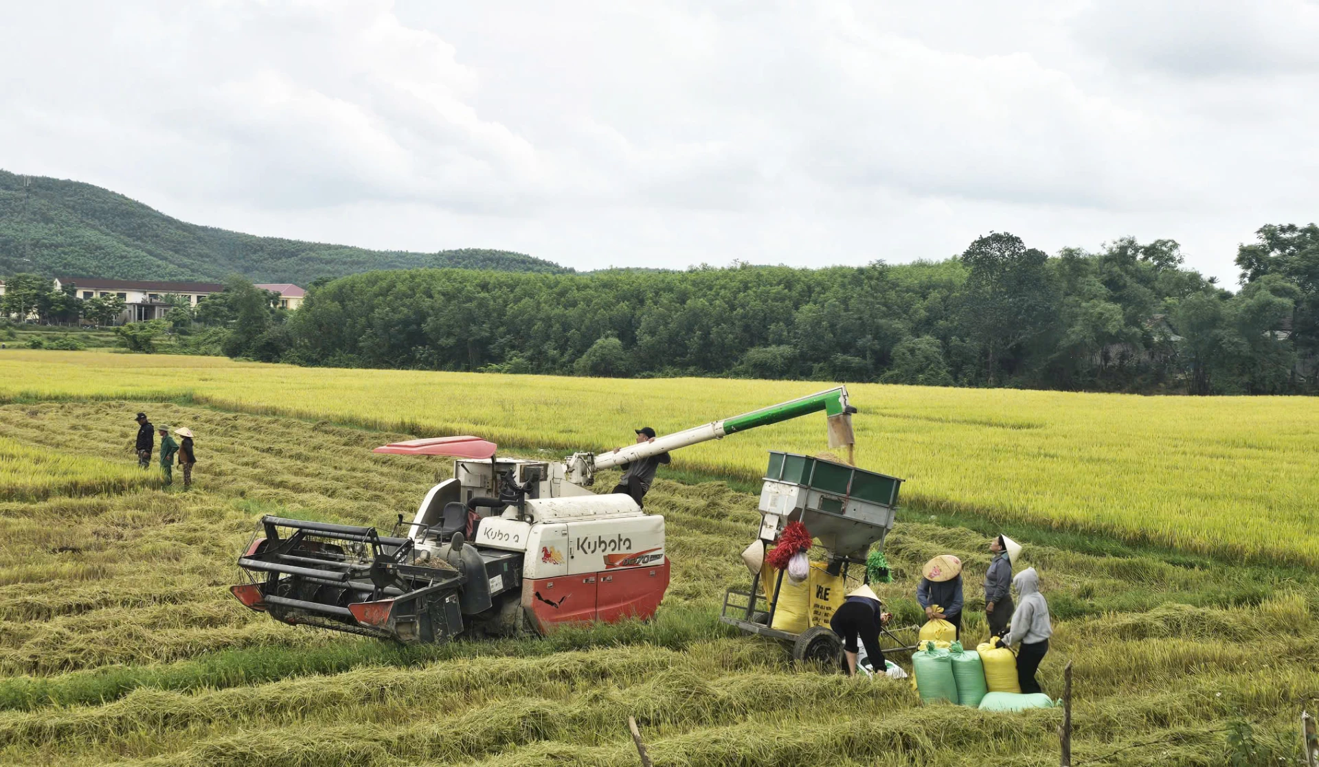 Cánh đồng lúa hơn 20ha của thôn Bồng Lai 1 và 2 có nguy cơ thiếu nước sản xuất trong vụ hè-thu-Ảnh: P.P