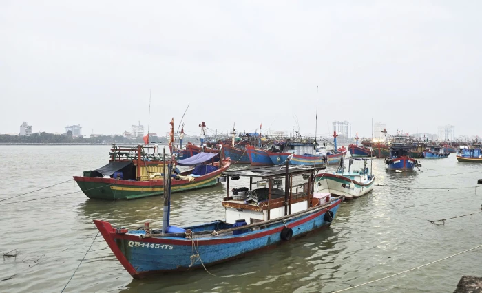 Mùa câu mực ống