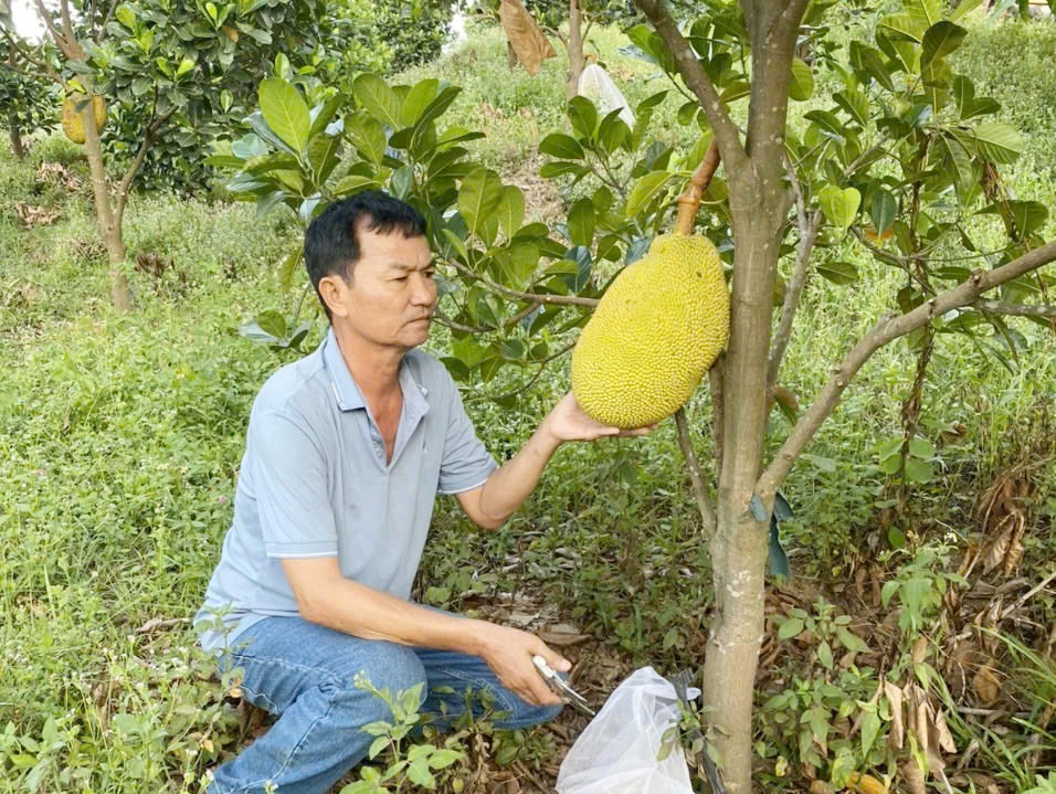Nông dân xã Bố Trạch tích cực lao động, sản xuất - Ảnh: L.M