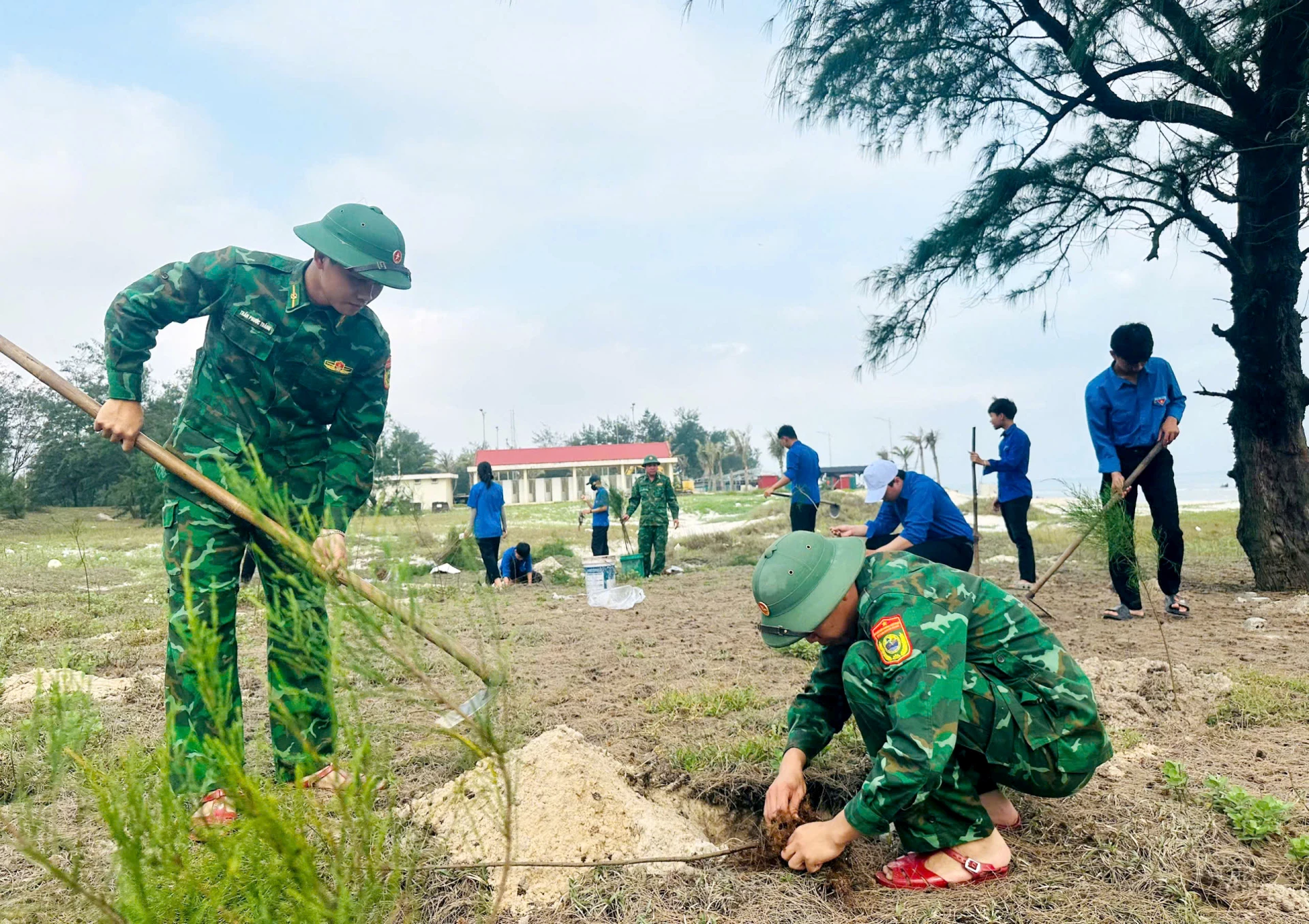 Cán bộ, chiến sĩ Đồn Biên phòng Ngư Thủy tham gia trồng cây phi lao trên cát - Ảnh: T.L