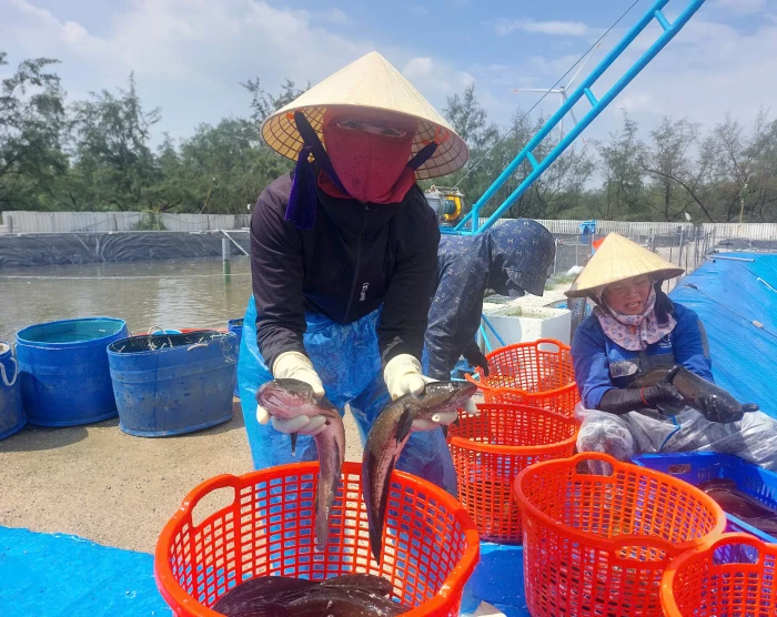 Nuôi cá lóc công nghệ cao