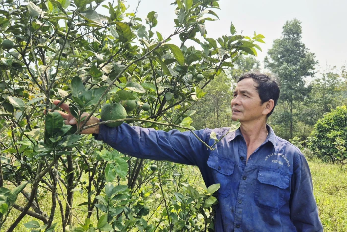 Vươn lên làm giàu từ vùng đất sỏi đá