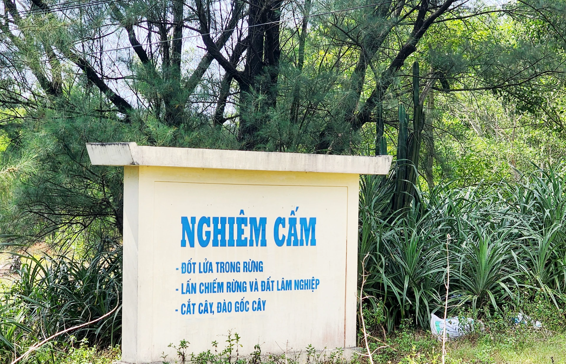 Đằng sau tấm biển cảnh báo này, những gốc phi lao hàng chục năm tuổi đã bị chặt phá- Ảnh: T.L