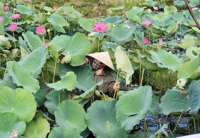 Trồng sen trên vùng đất trũng ở Triệu Cơ