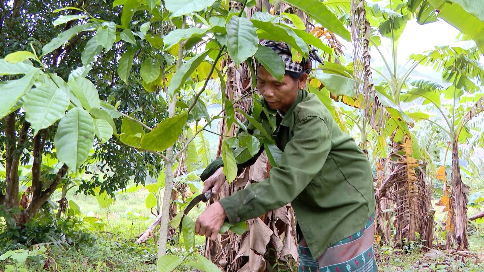 Bà Hồ Thị Hết, bản Cổ Tràng, xã Trường Sơn chăm sóc cây bản địa