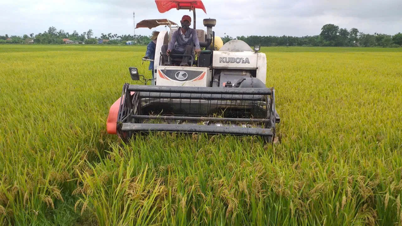 Thu hoạch lúa tại Hợp tác xã Nông sản sạch, canh tác tự nhiên Triệu Phong - Ảnh: M.L