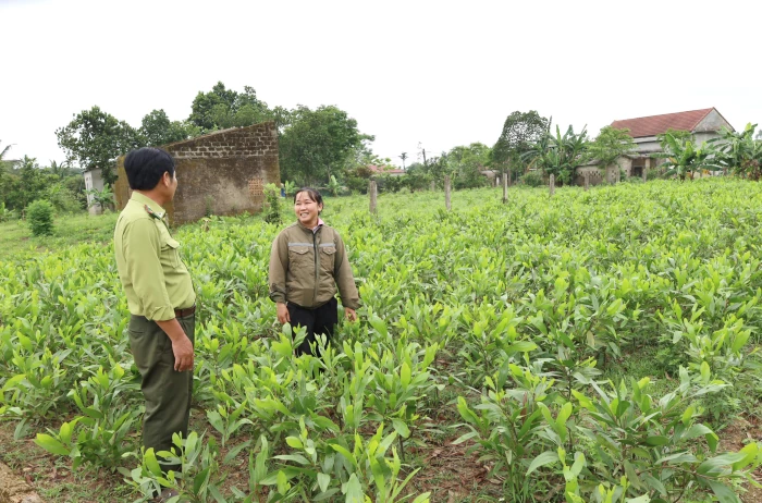Nâng cao chất lượng giống cây lâm nghiệp