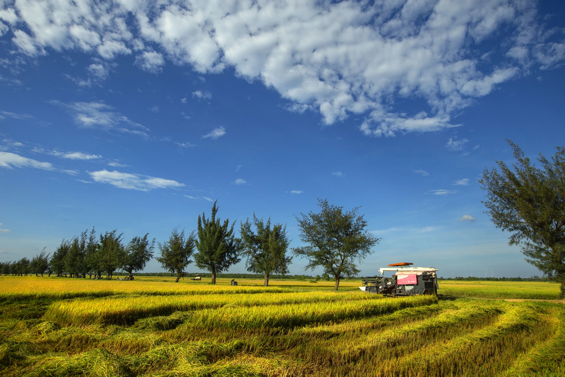 Vẻ đẹp ngày mùa