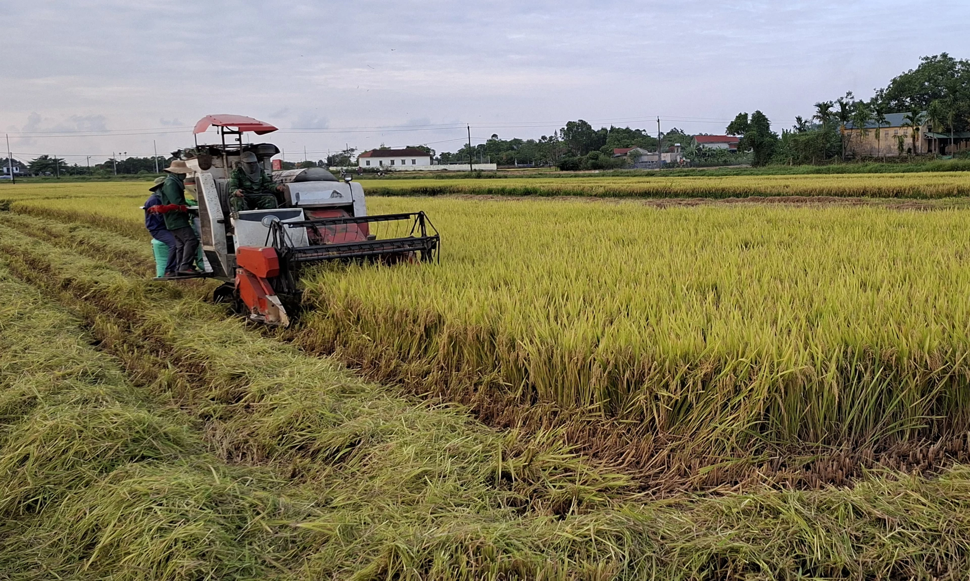 Người dân Hợp tác xã Bích La thu hoạch lúa vụ đông-xuân - Ảnh: N.V