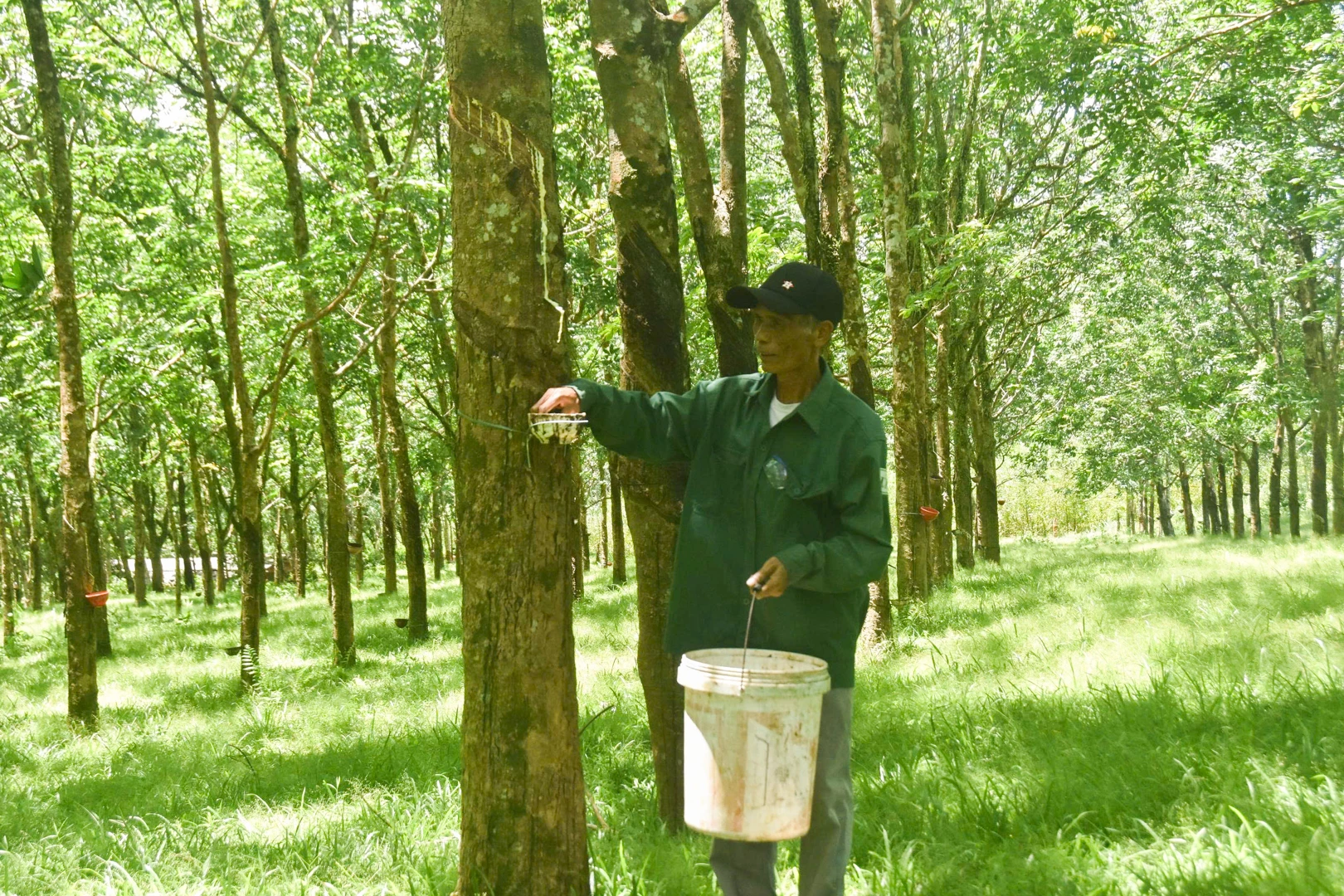 Vùng Cùa hiện có khoảng 2.700ha cây cao su, là nguồn thu nhập ổn định cho nguời dân - Ảnh: L.T